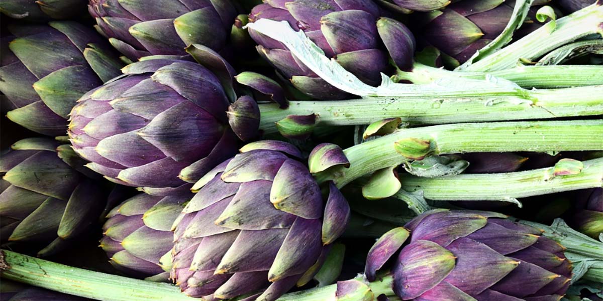 Carciofo brindisino in piena crisi, produzione crollata del 60%